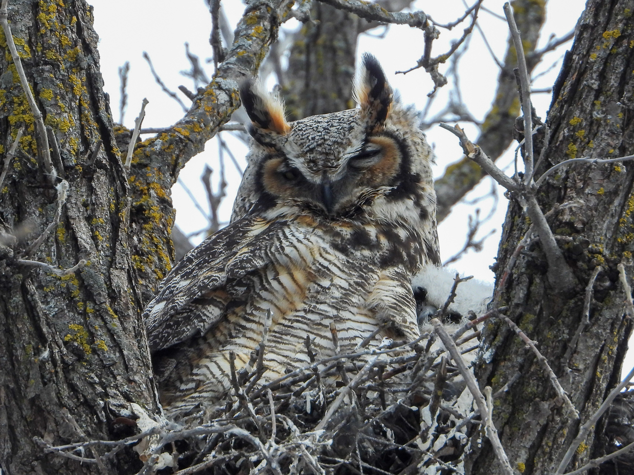 Great Horned Owl on nest with owlet