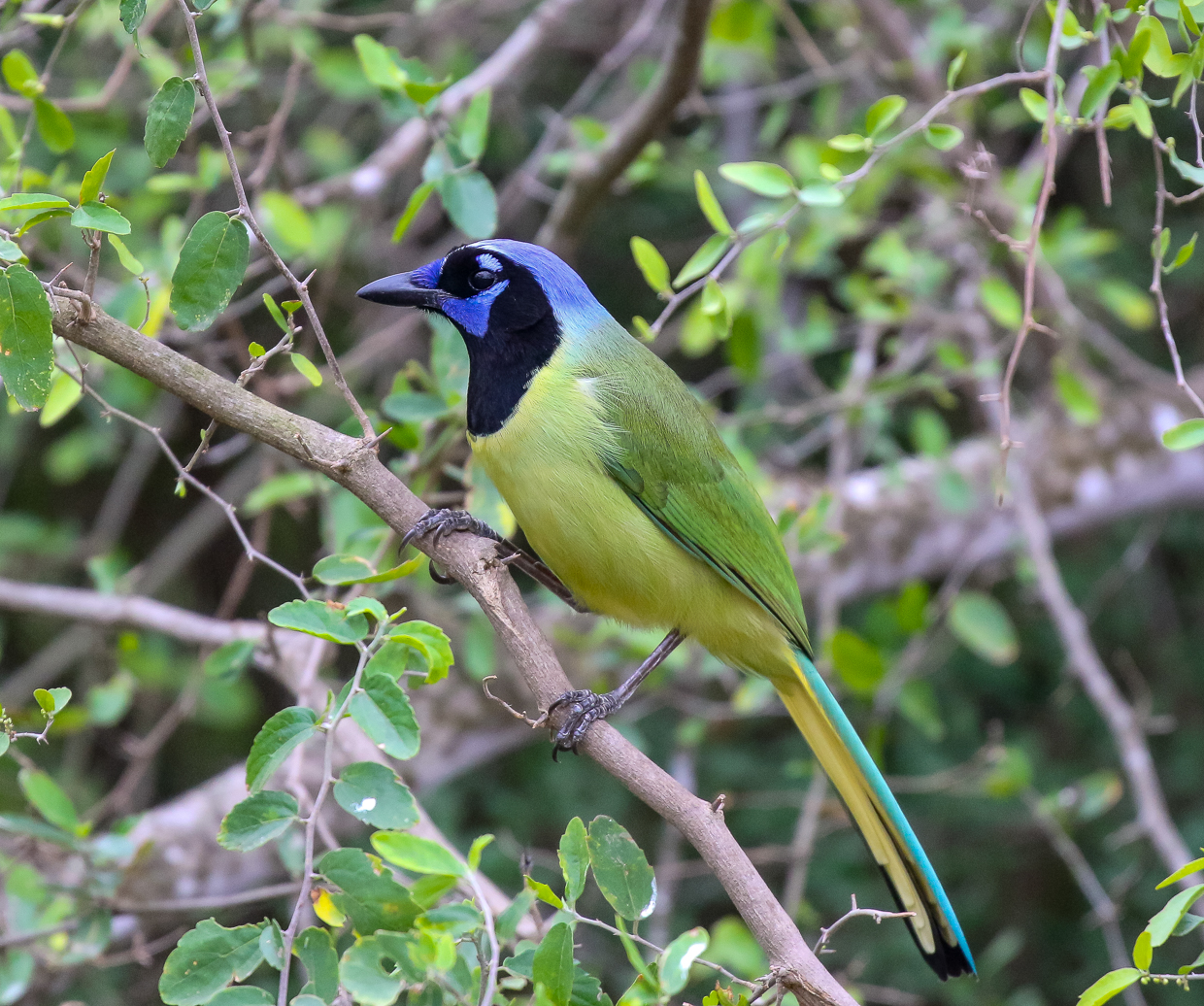 Green Jay