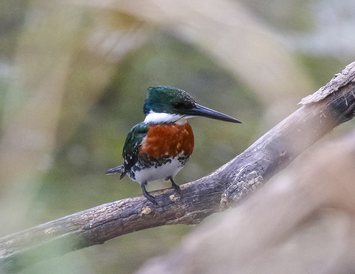 Green Kingfisher
