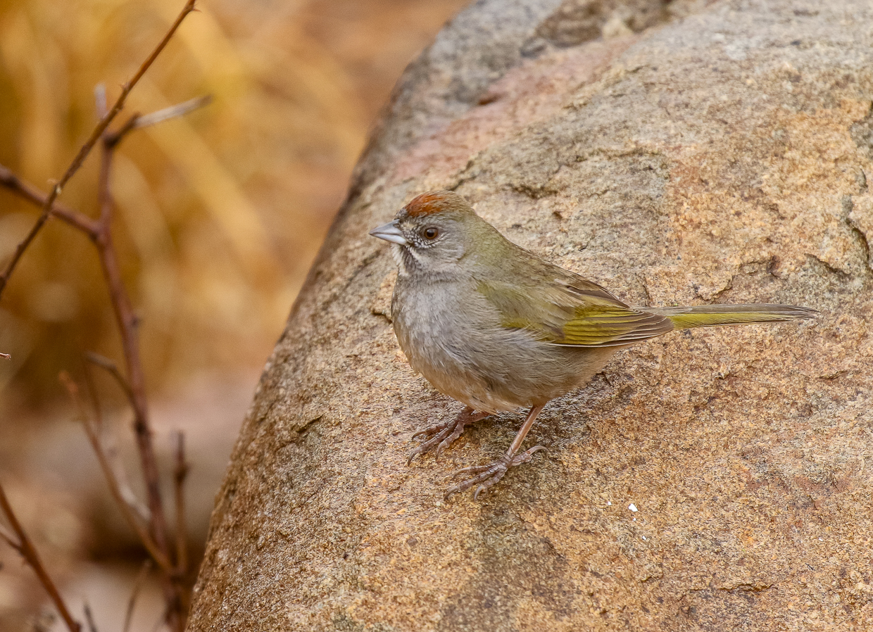 Green-tailed Towhee