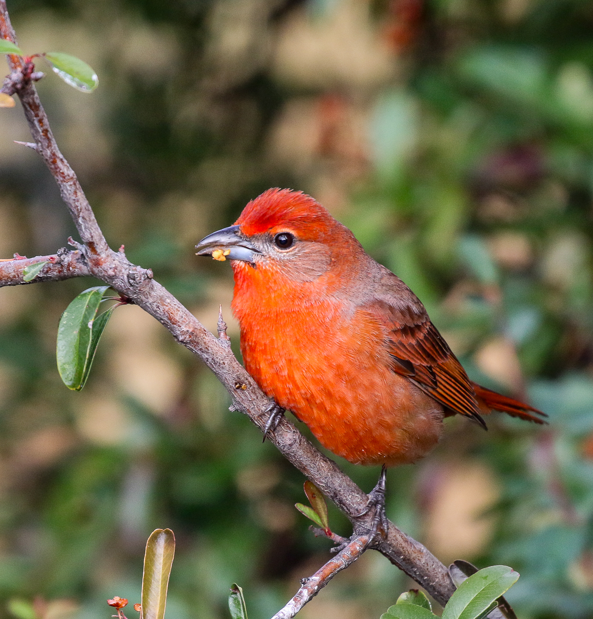 Hepatic Tanager