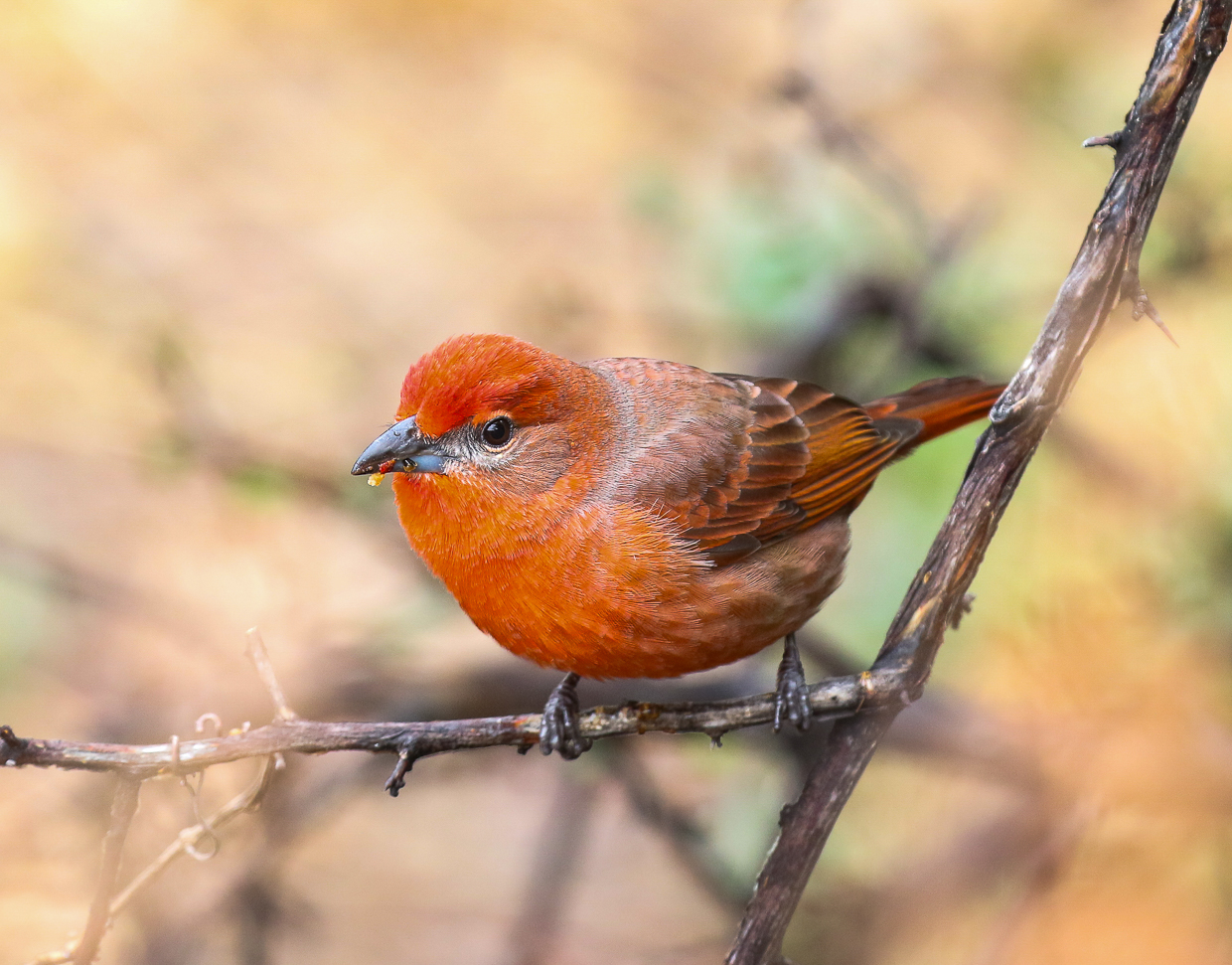 Hepatic Tanager