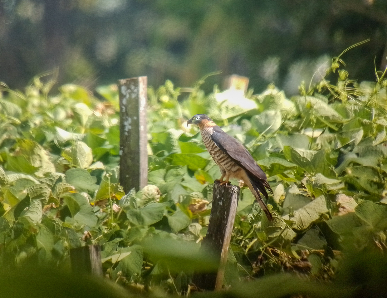Hook-billed Kite