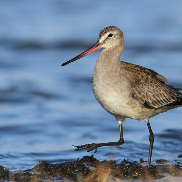 Hudsonian Godwit