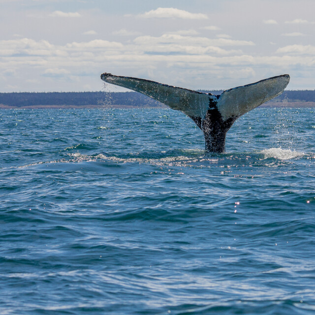 Humpback Whale Watching Brier Island Nova Scotia