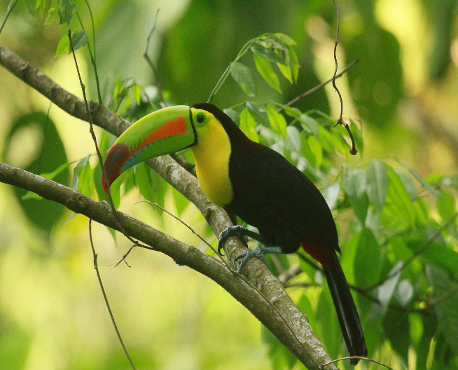 Keel-billed Toucan