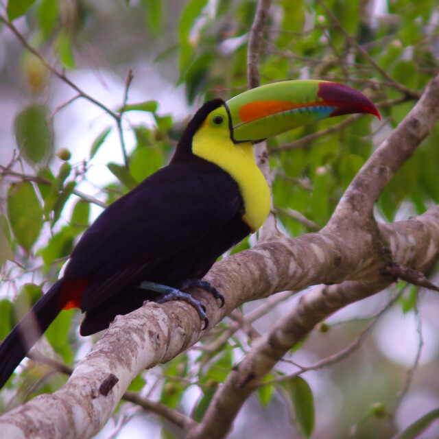 Keel-billed Toucan