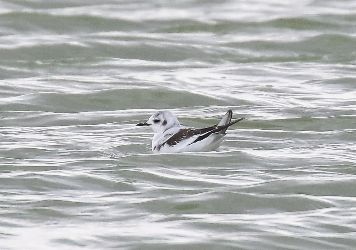 Little Gull in Arizona