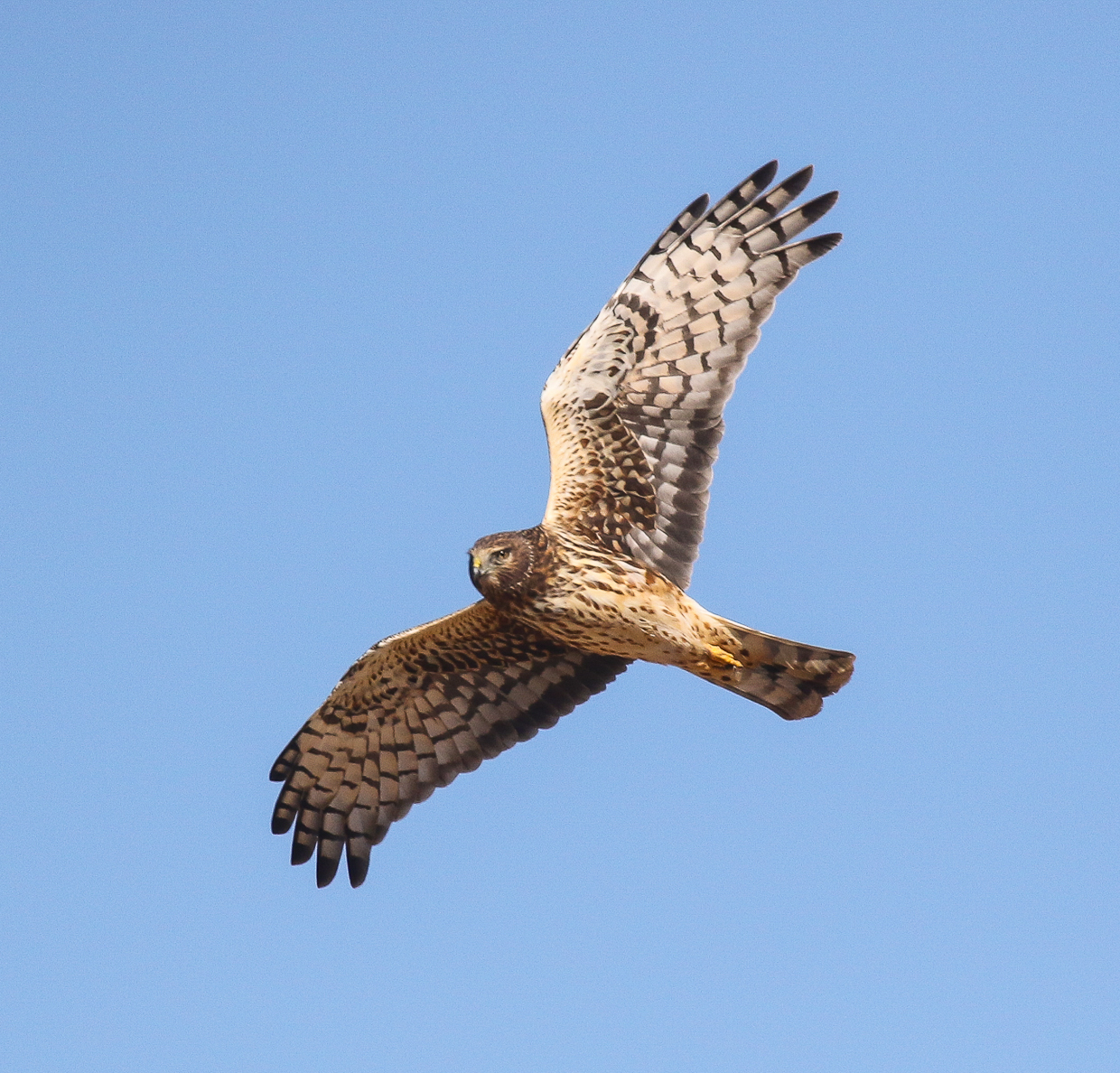 Northern Harrier