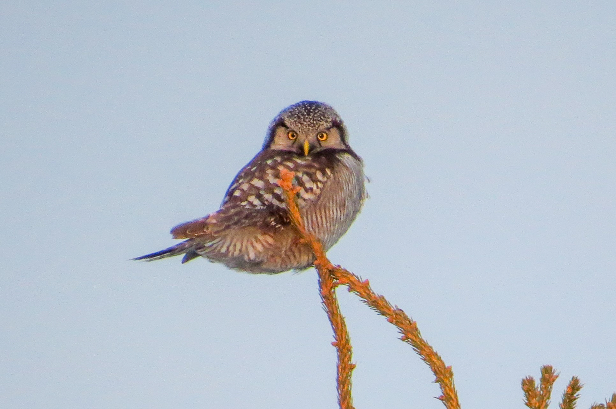 Northern Hawk-Owl