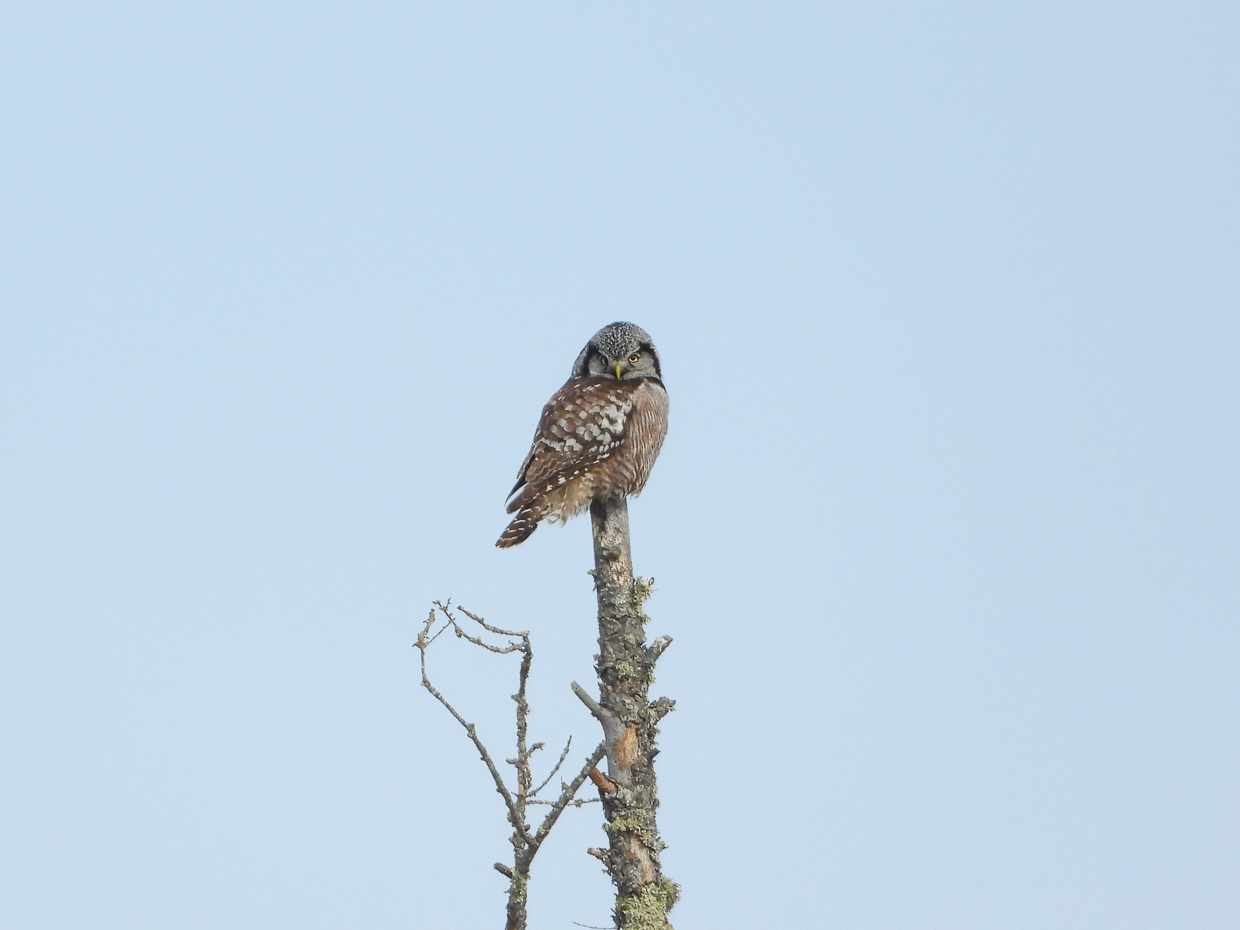 Northern Hawk Owl
