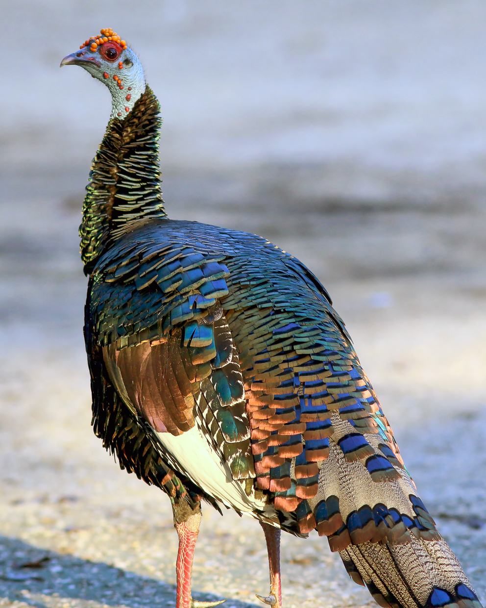 Ocellated Turkey
