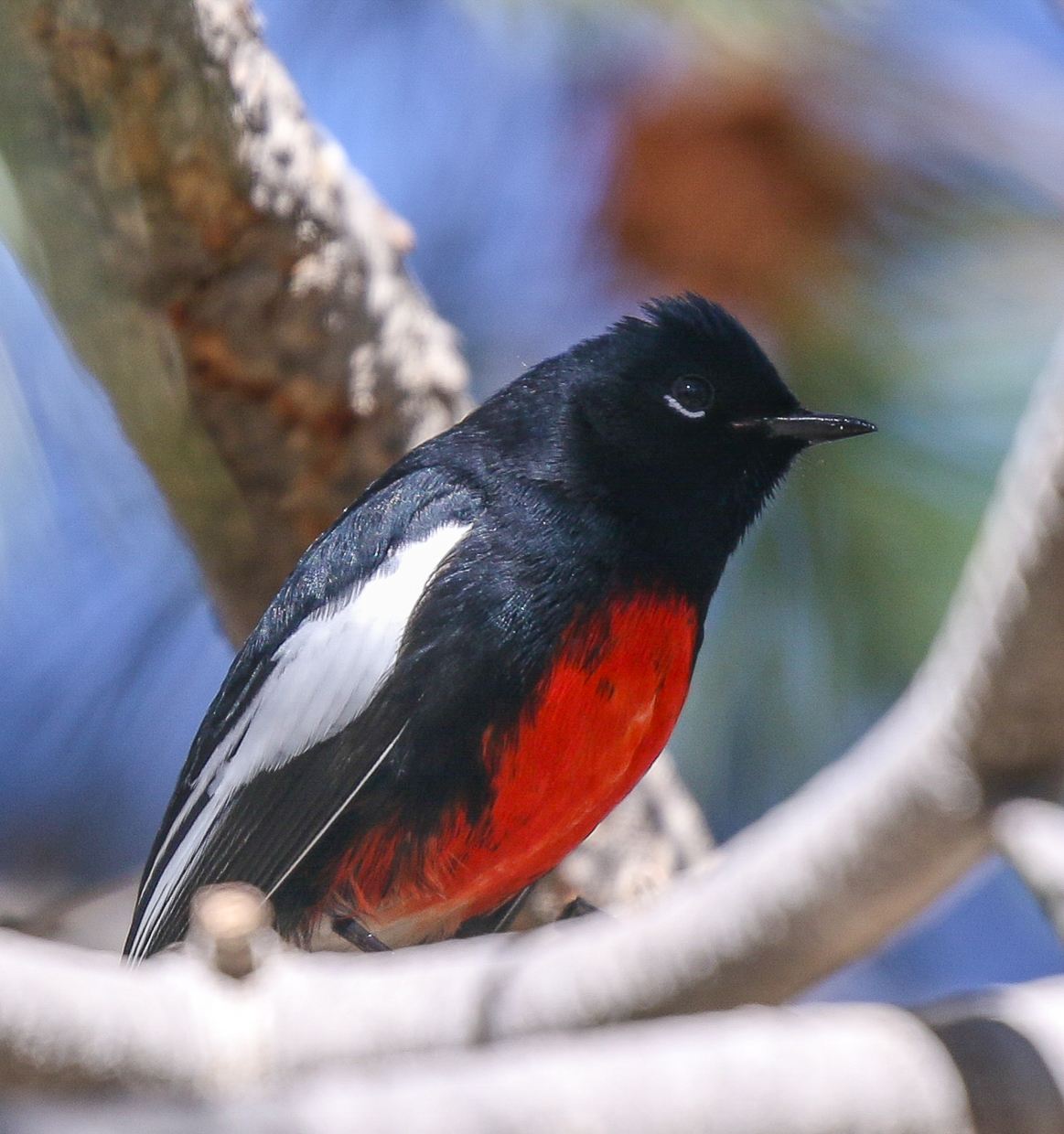 Painted Redstart
