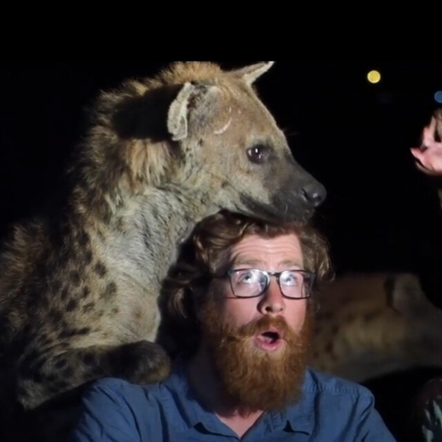 Phil Chaon - Bird Guide