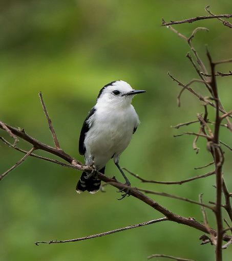 Pied Water-Tyrant