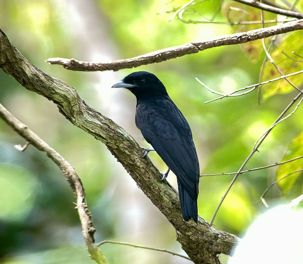 Purple-throated Fruitcrow