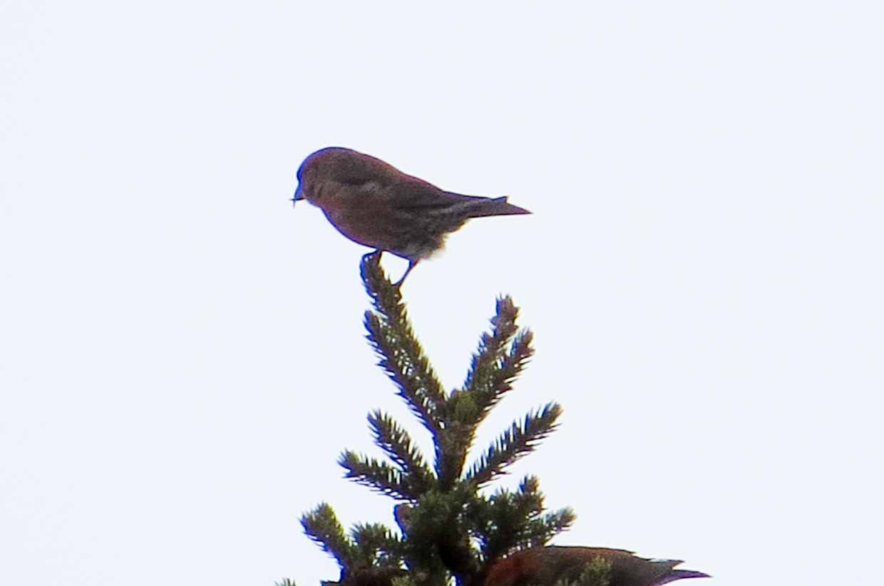 Red Crossbill