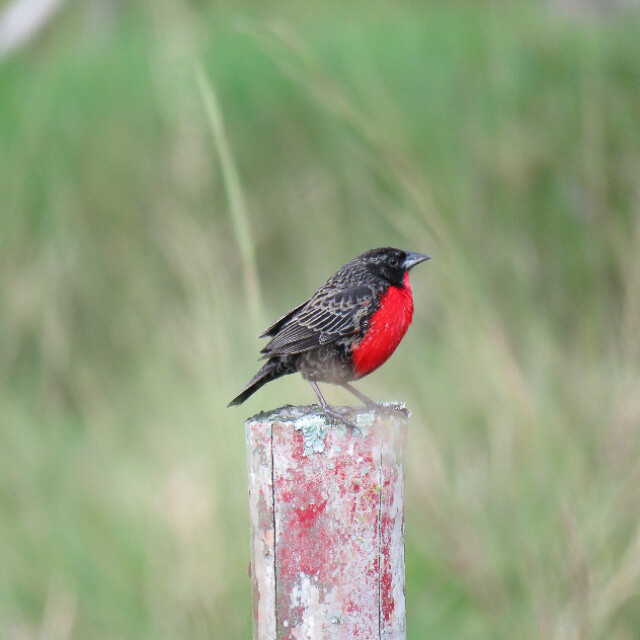 Red-breasted Meadowlark