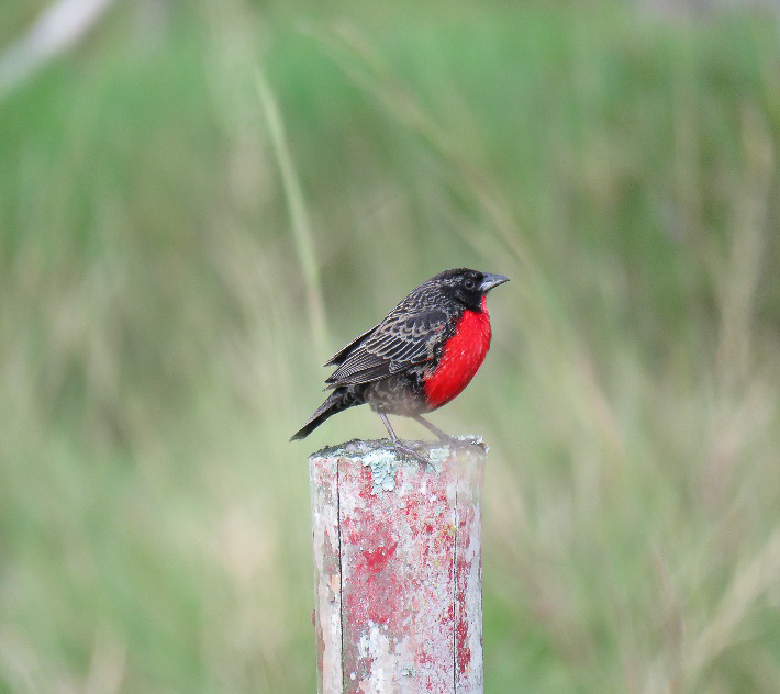Red-breasted Meadowlark