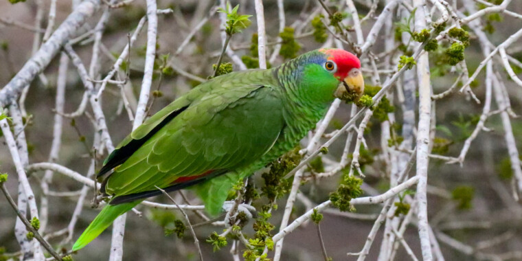 Winter in South Texas 2024 Trip Report