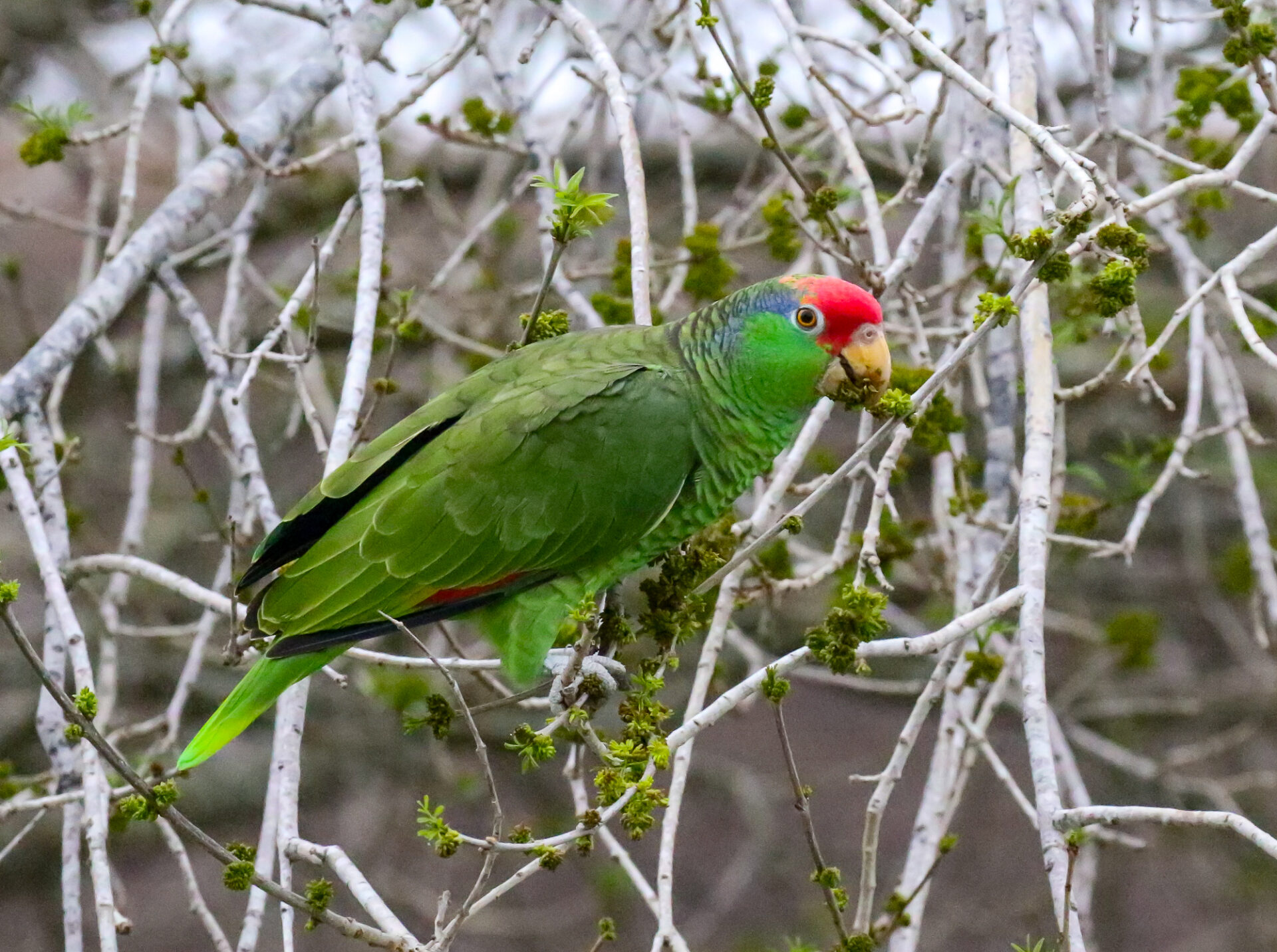 Winter in South Texas 2024 Trip Report - Eagle-Eye Tours