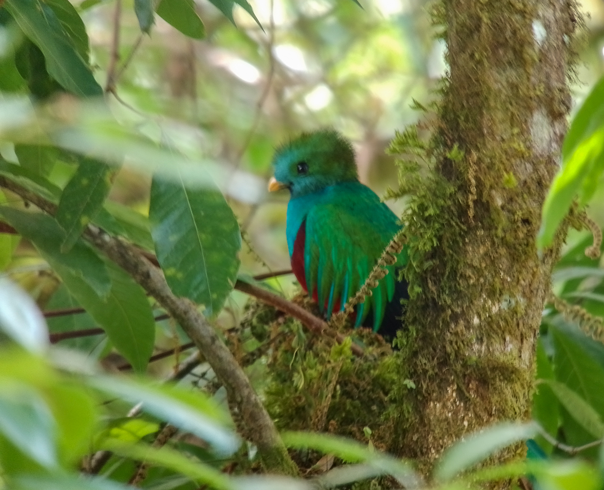 Resplendent Quetzal