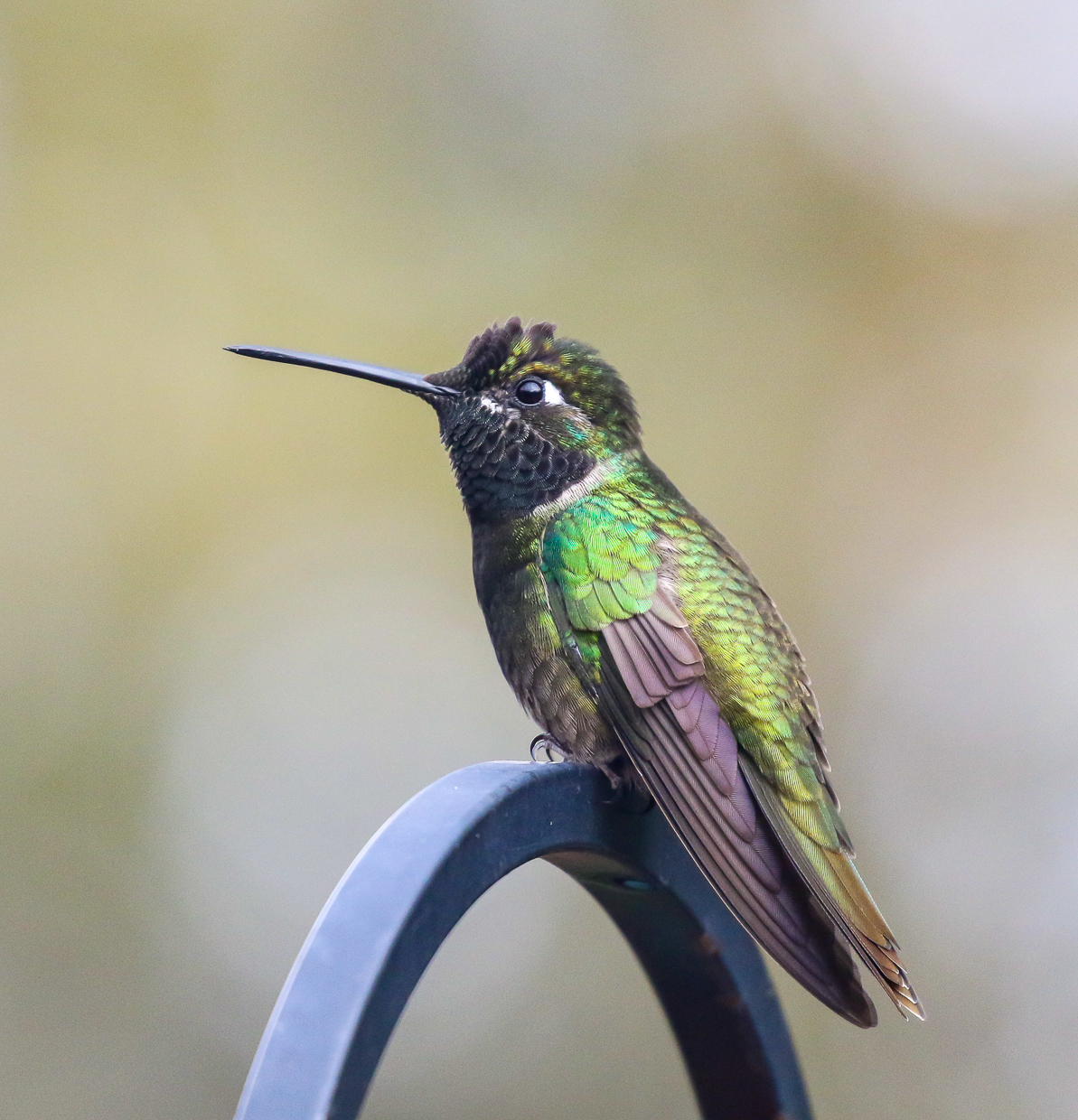 Rivoli's Hummingbird