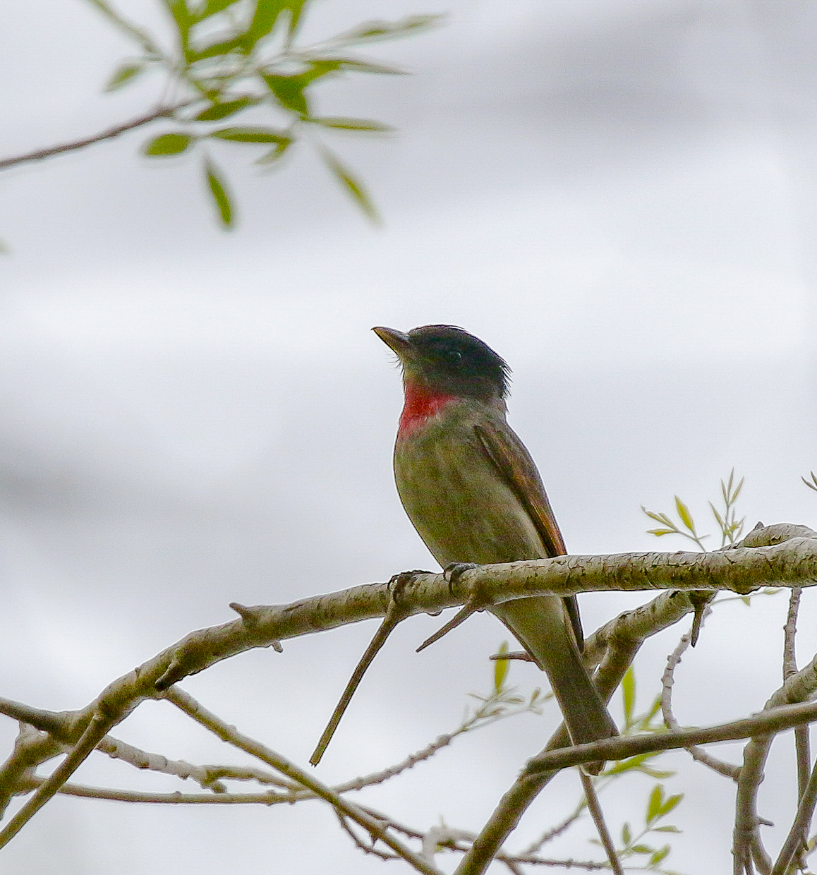 Rose-throated Becard