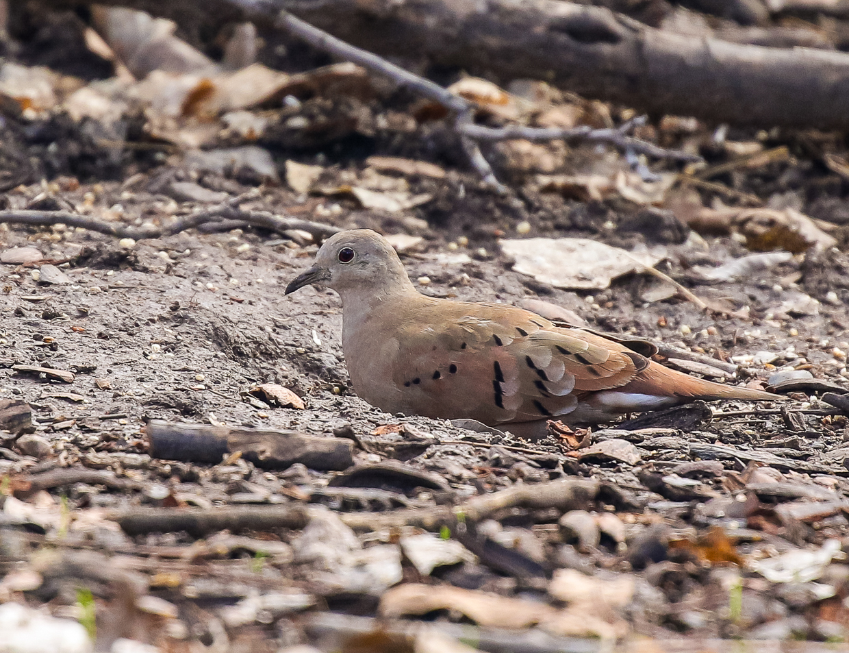Ruddy Ground-Dove