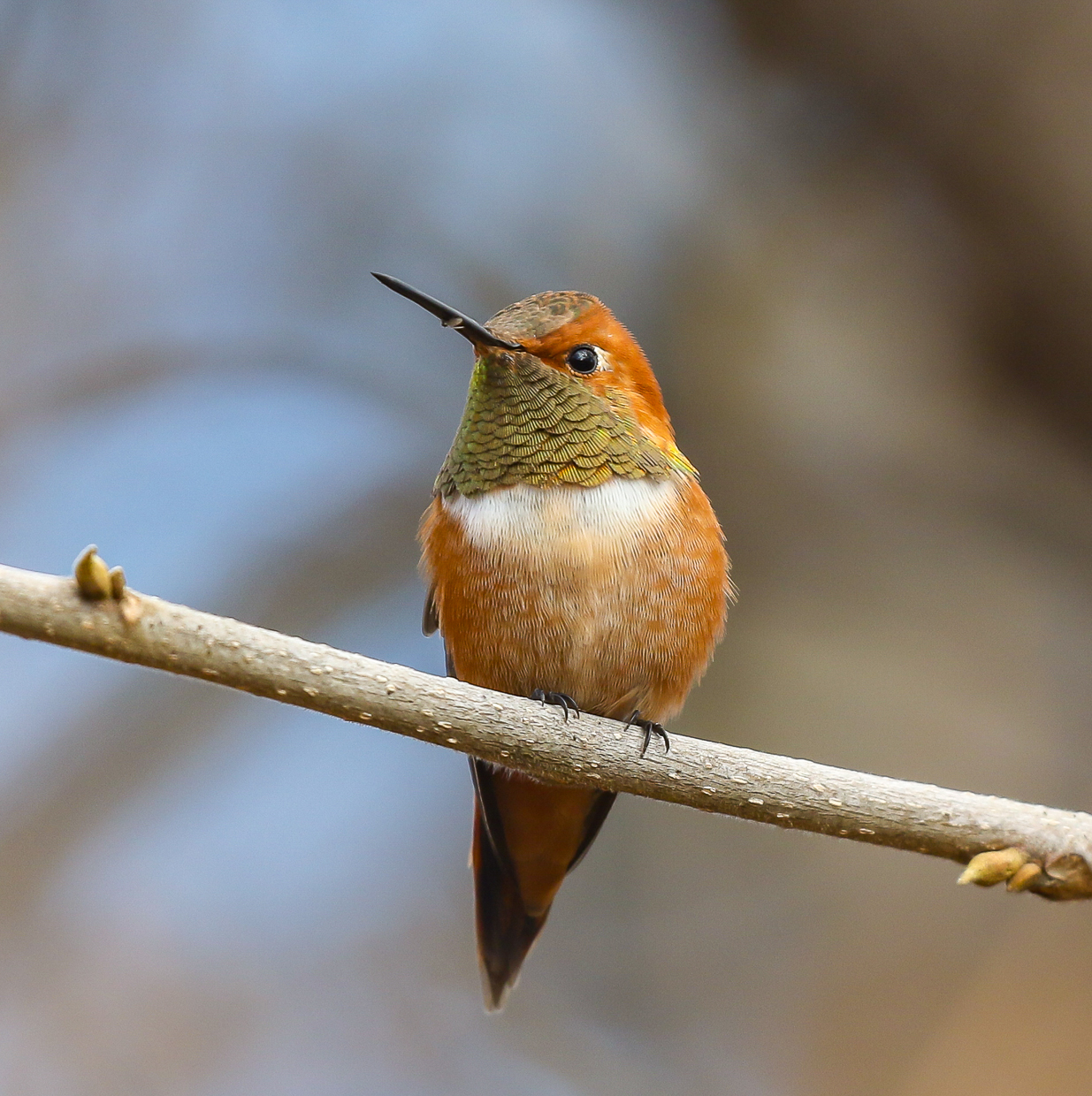 Rufous Hummingbird
