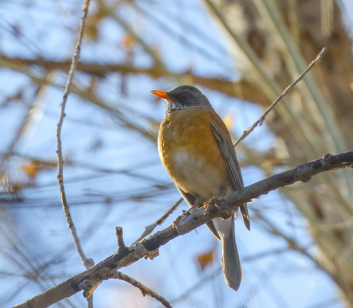 Rufous-backed Robin