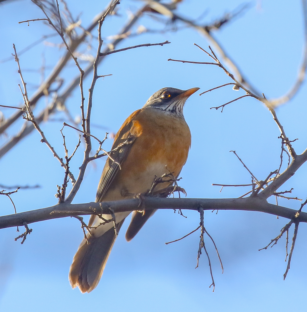 Rufous-backed Robin