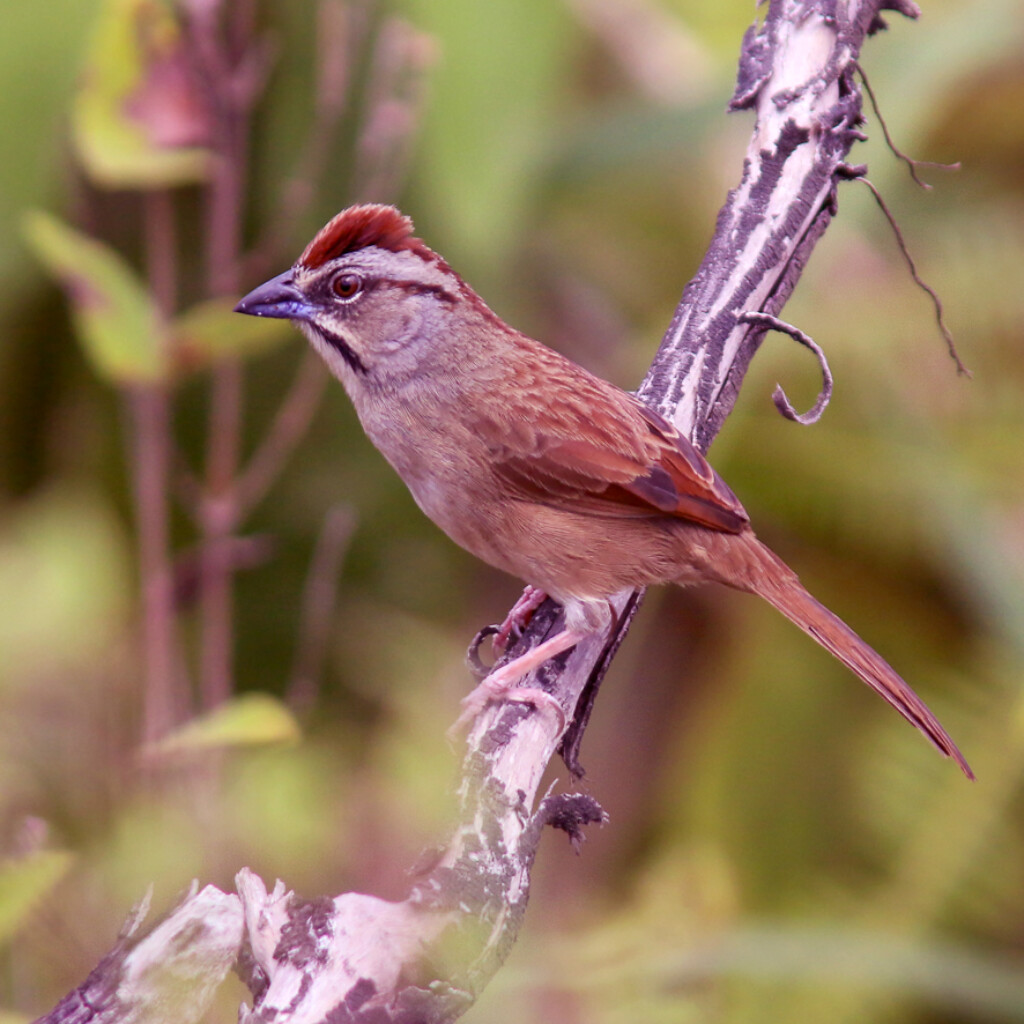 Rusty Sparrow