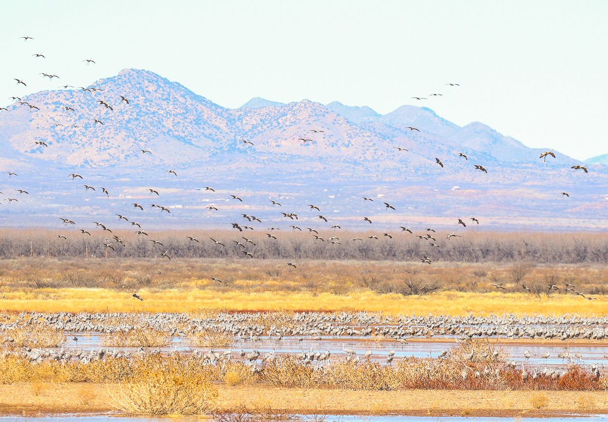 Sandhill Cranes