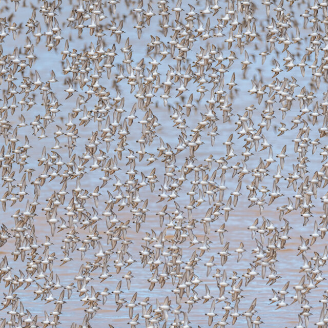 Semipalmated Sandpipers