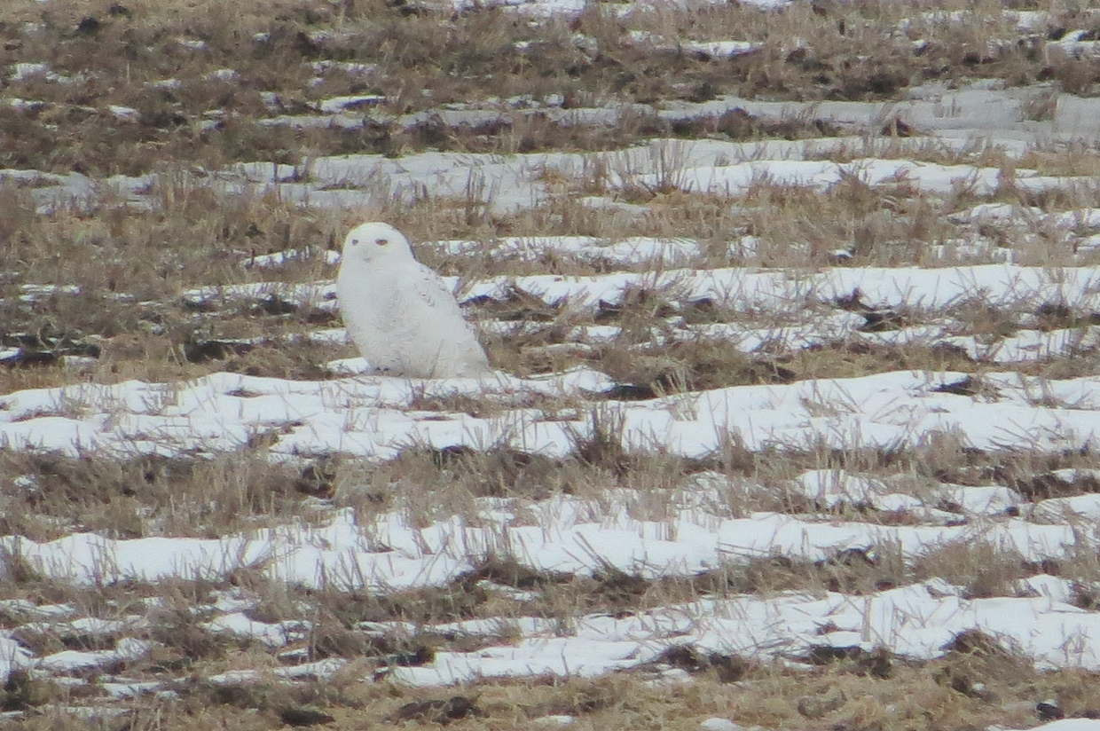 Snowy Owl, male