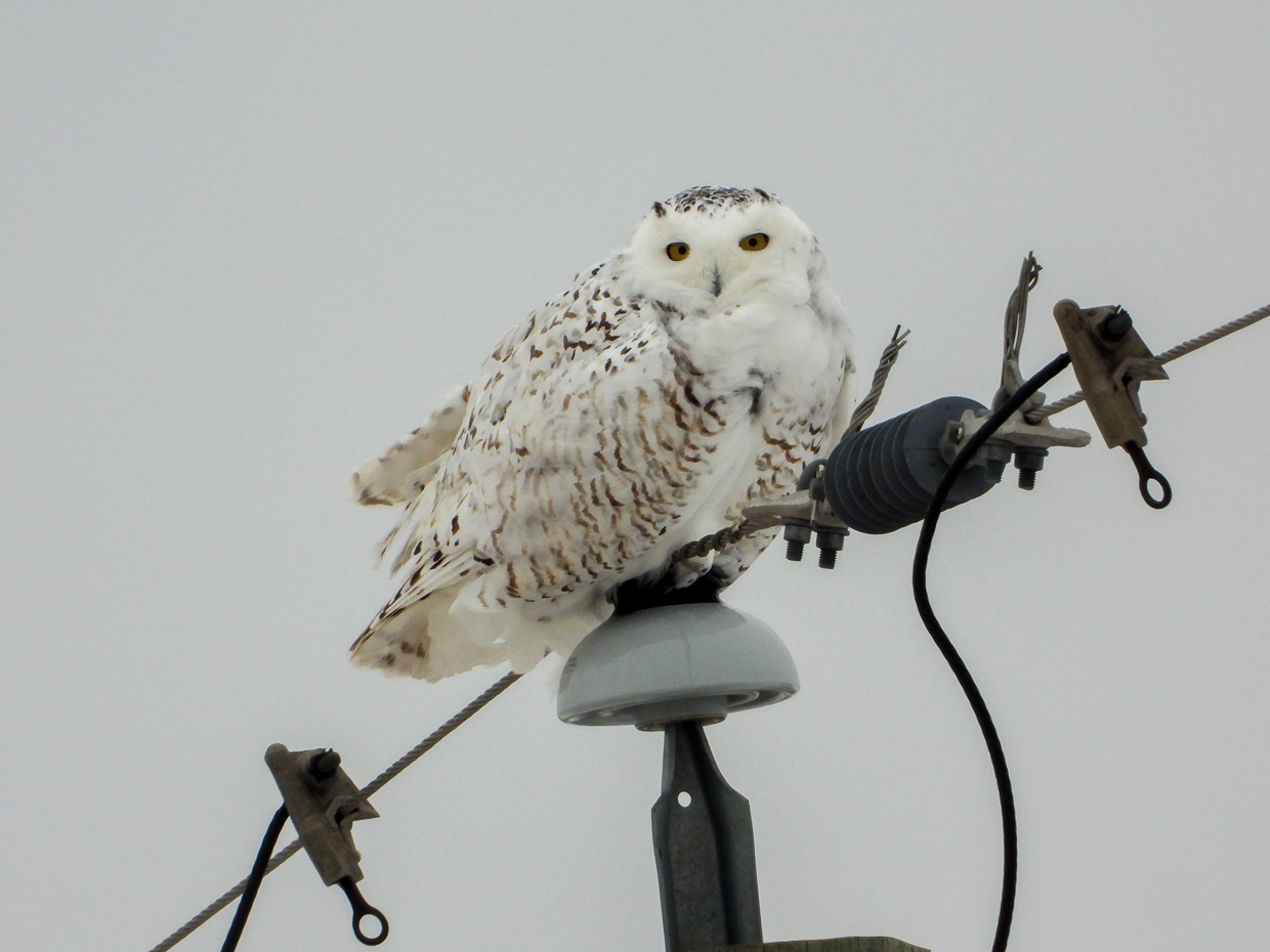 Snowy Owl on pole