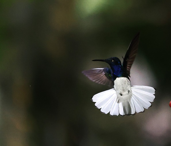 White-necked Jacobin