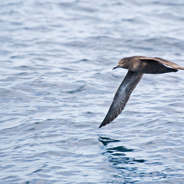 A Sooty Shearwater, Puffinus griseus gliding over sea