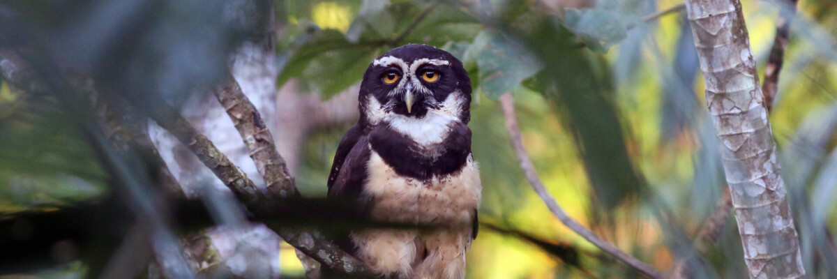 Belize & Tikal Trip Report (Jan 28 - Feb 7, 2024)