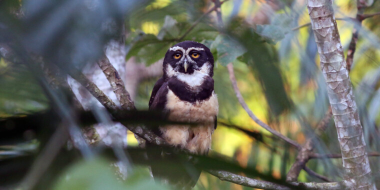 Belize & Tikal Trip Report (Jan 28 - Feb 7, 2024)