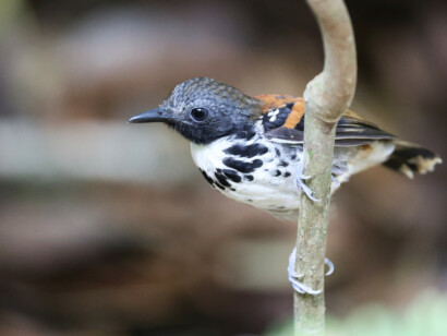 Costa Rica North