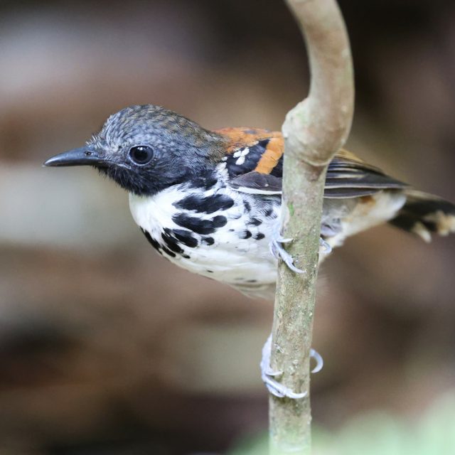 Spotted Antbird