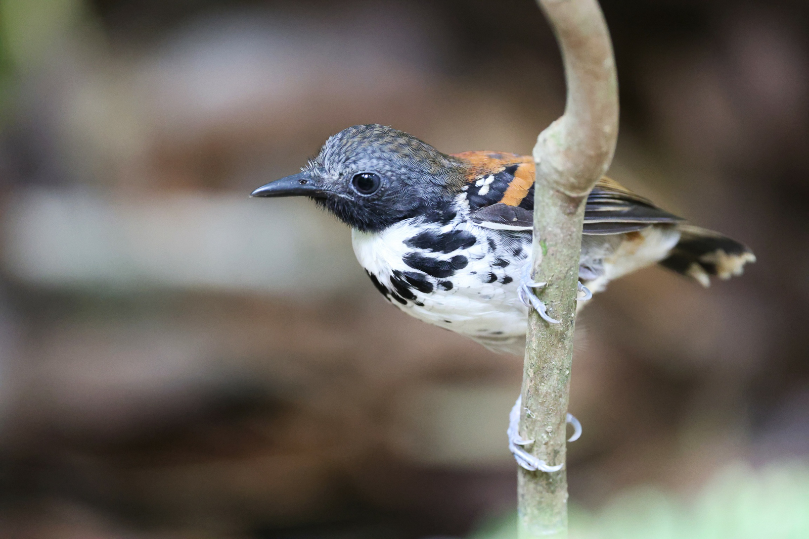Spotted Antbird