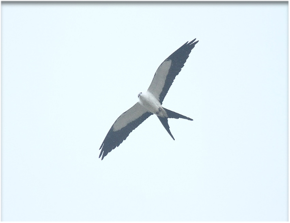 Swallow-tailed Kite