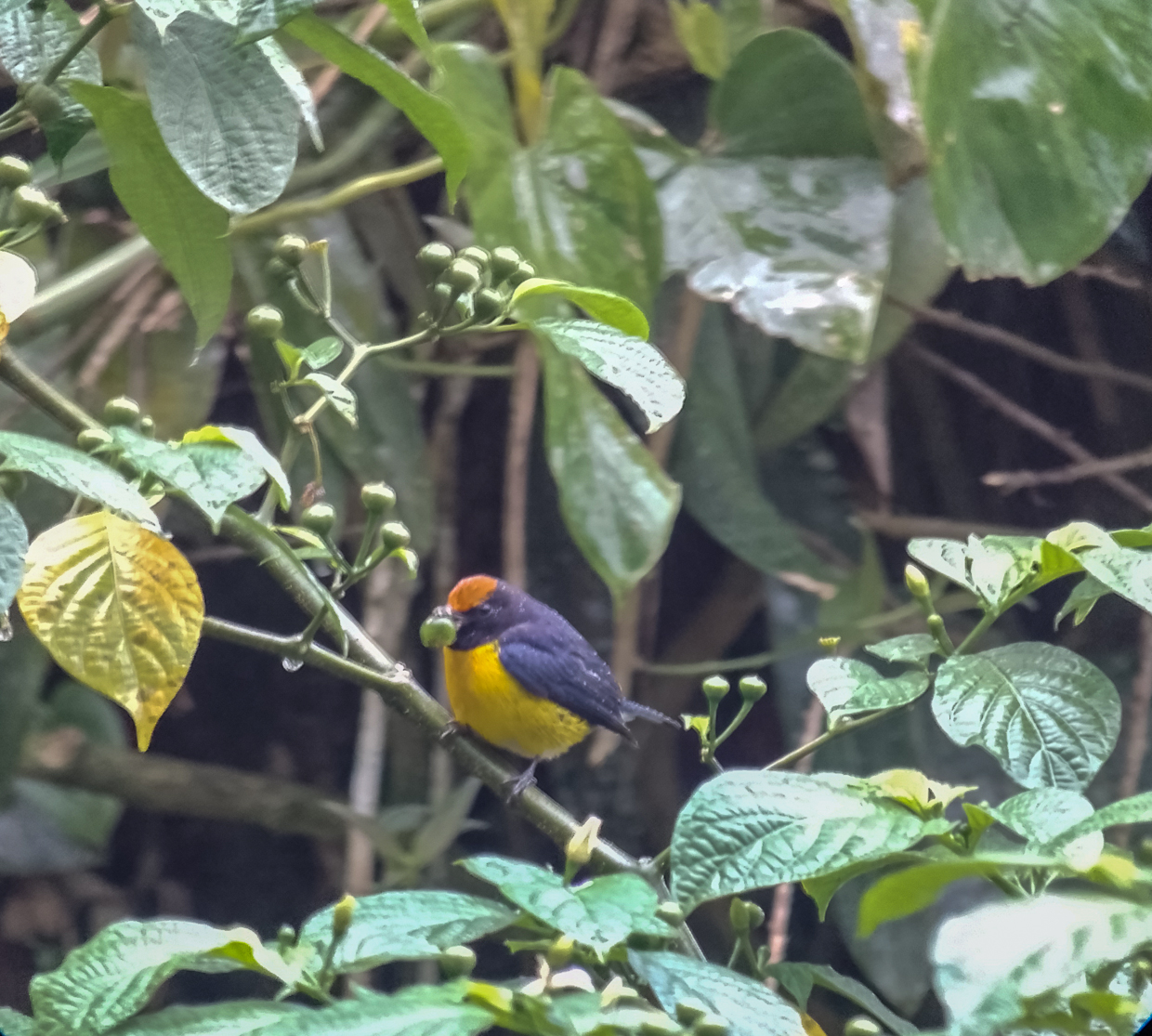 Tawny-capped Euphonia