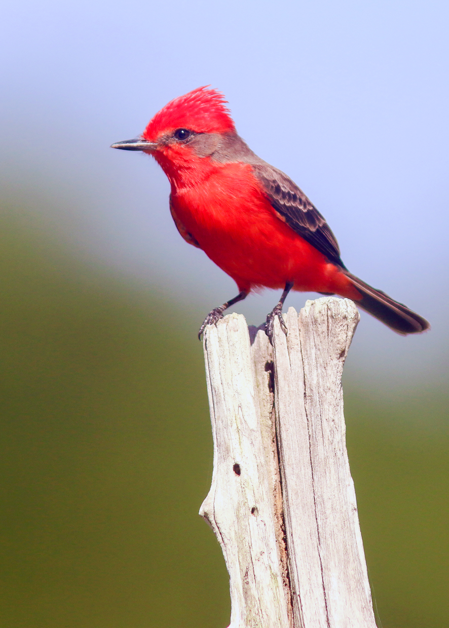 Vermillion Flycatcher