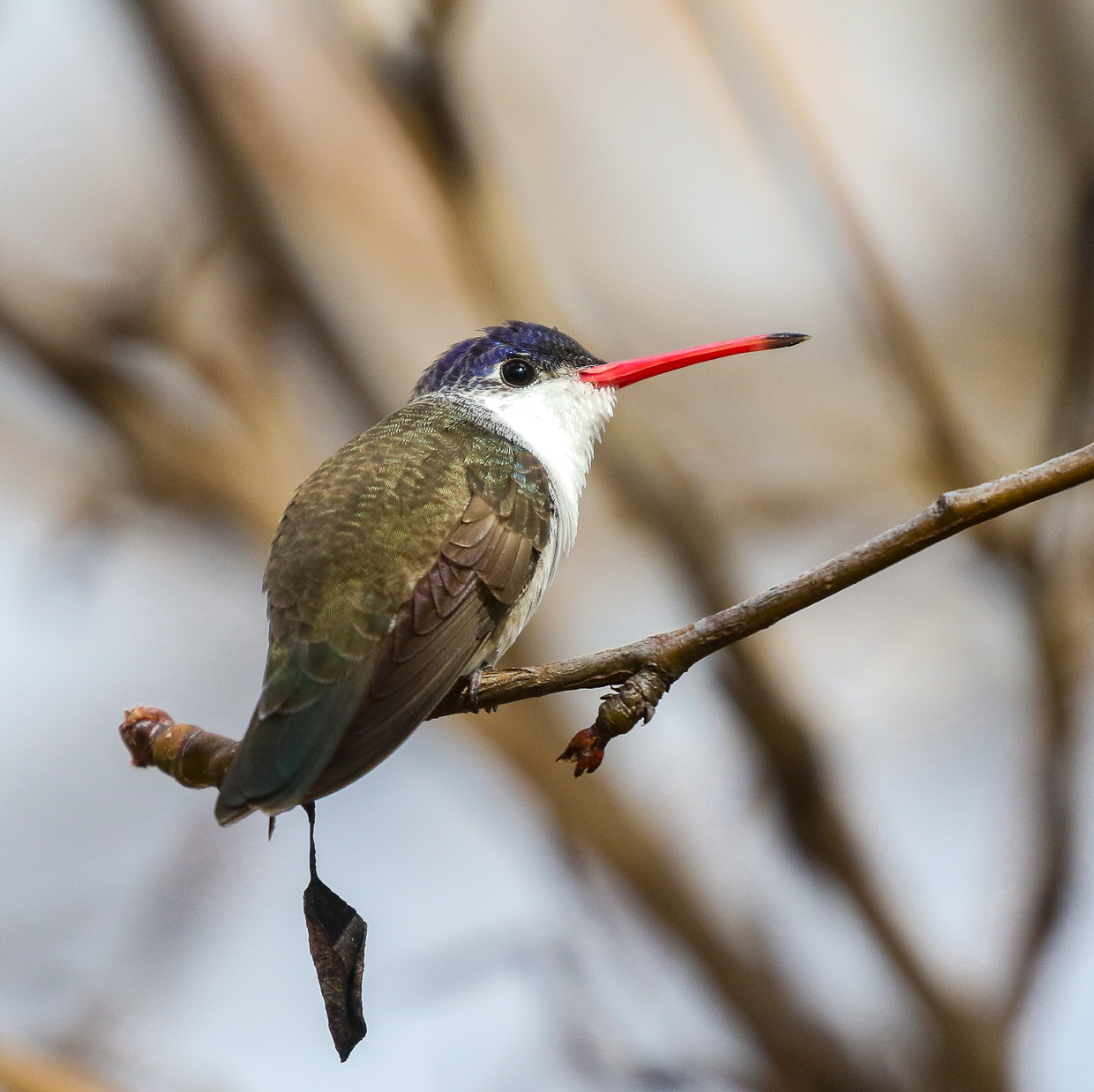 Violet-crowned Hummingbird