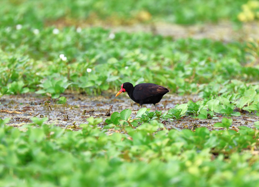 Wattled Jacana