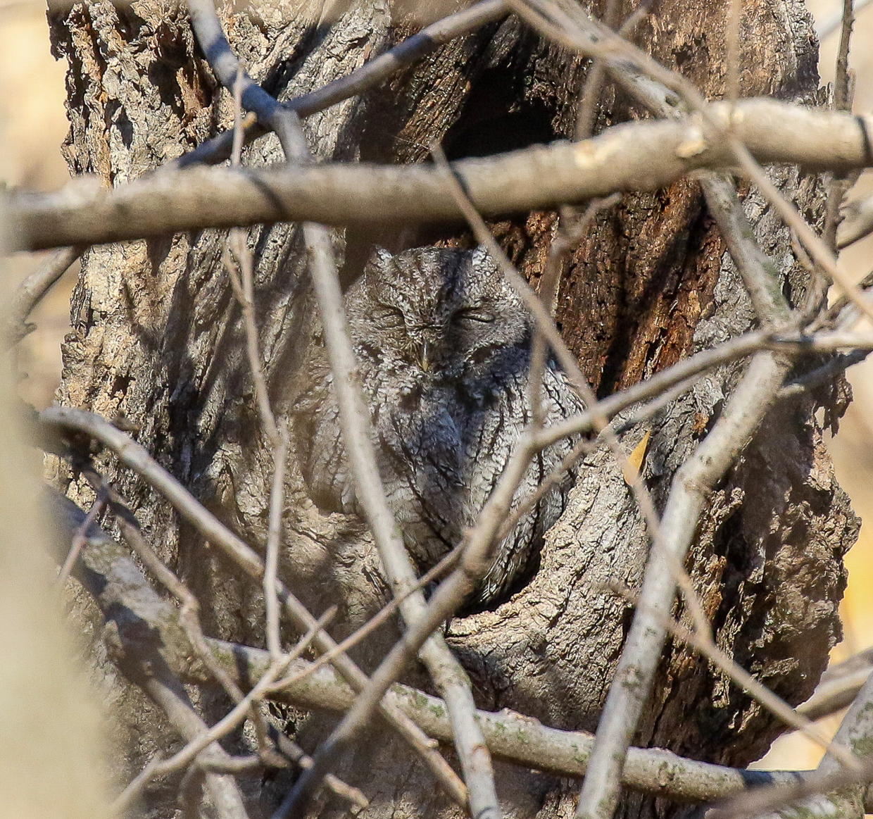 Western Screech-Owl